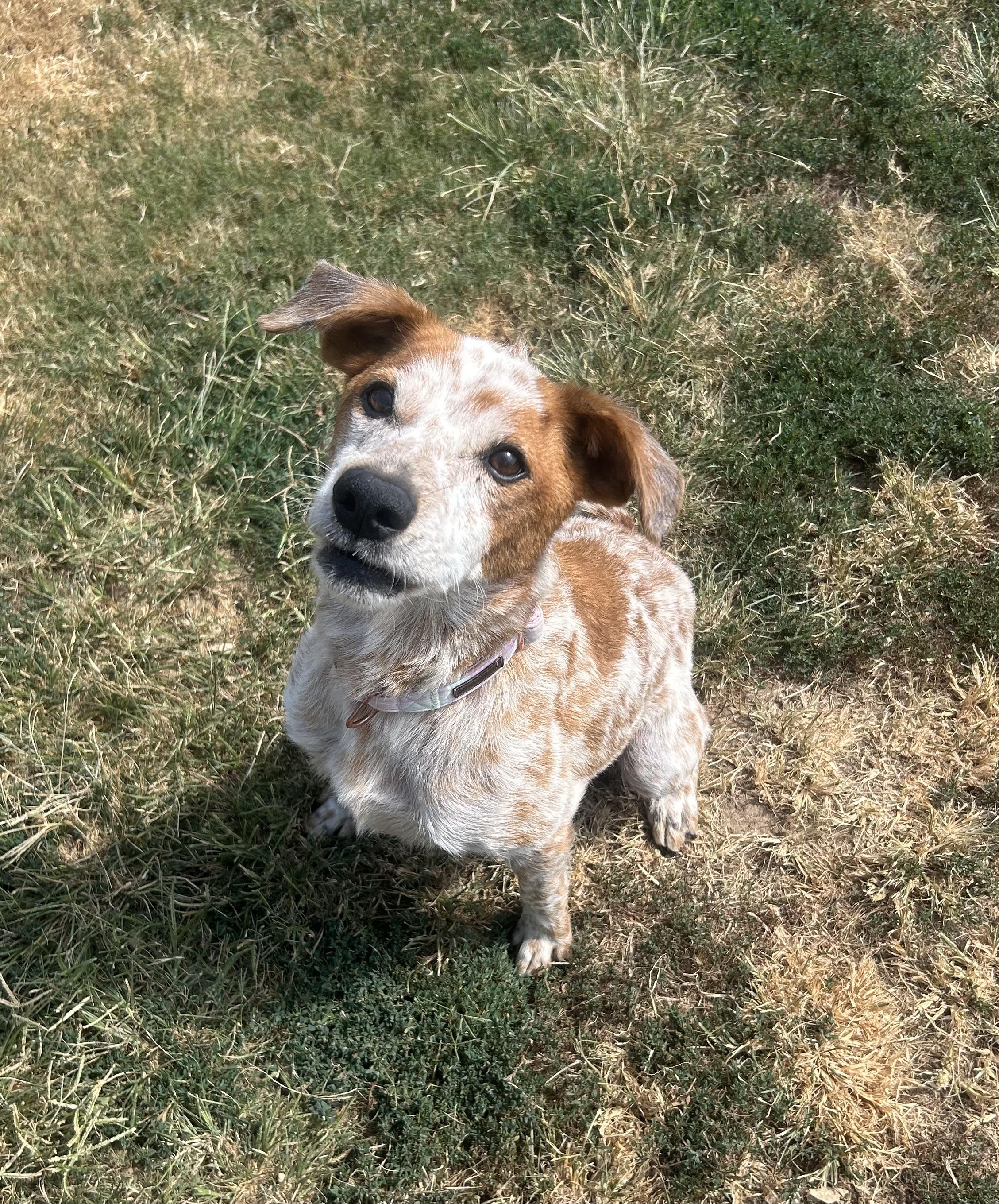 Jolene, a ADOPTABLE mixed breed in Siloam Springs, AR image 4/5