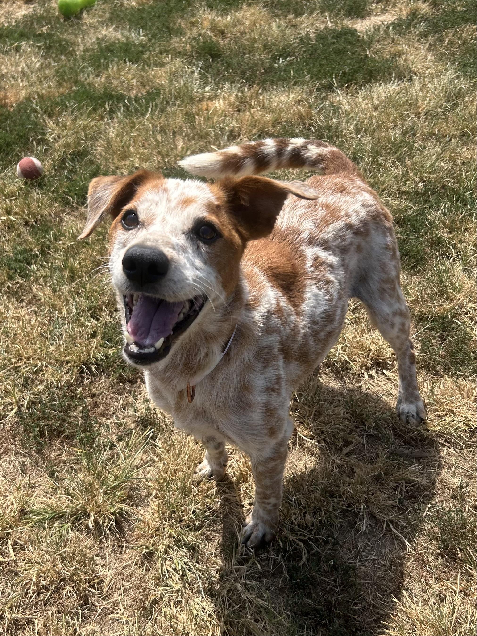 Jolene, a ADOPTABLE mixed breed in Siloam Springs, AR image 2/5