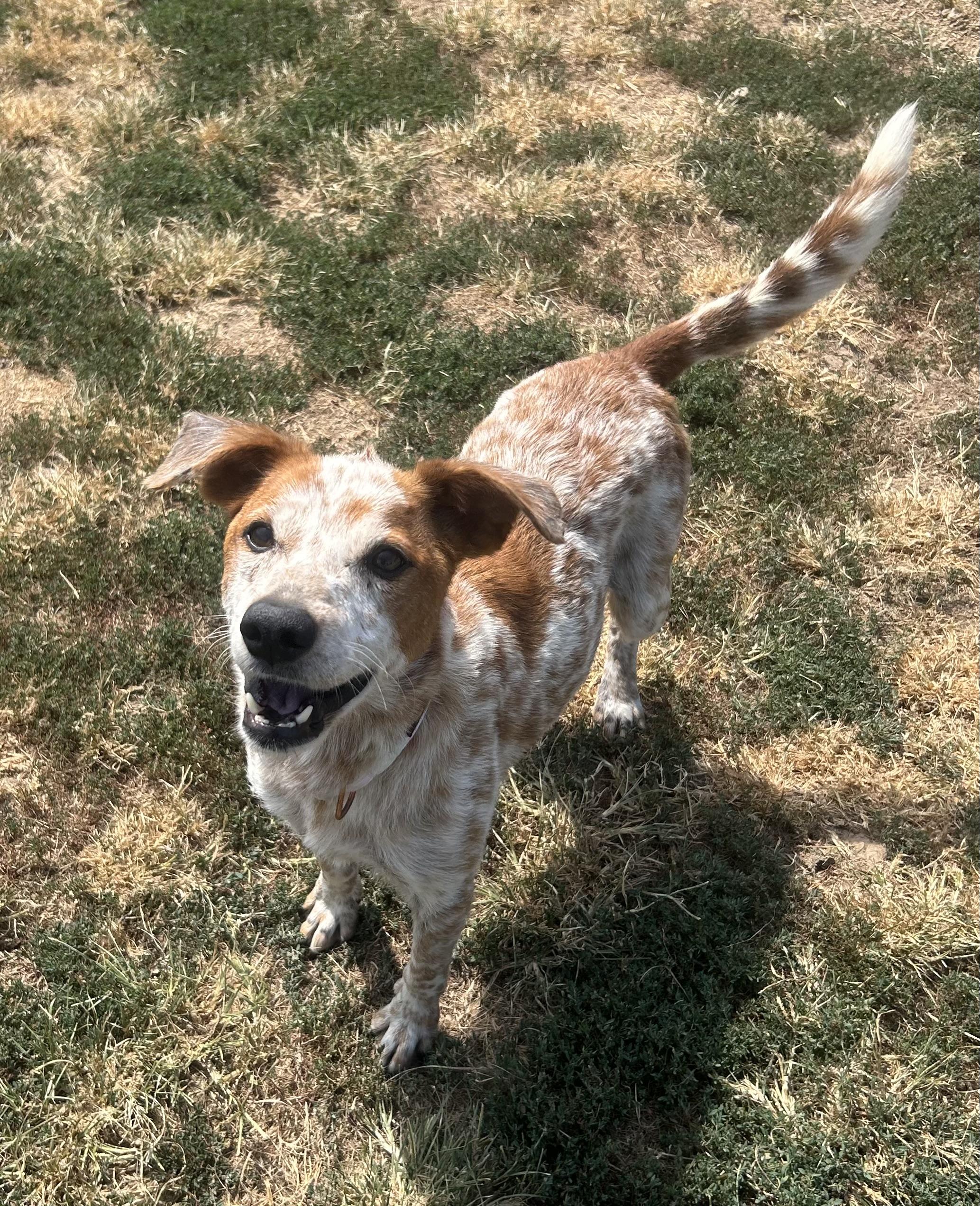 Jolene, a ADOPTABLE mixed breed in Siloam Springs, AR image 3/5