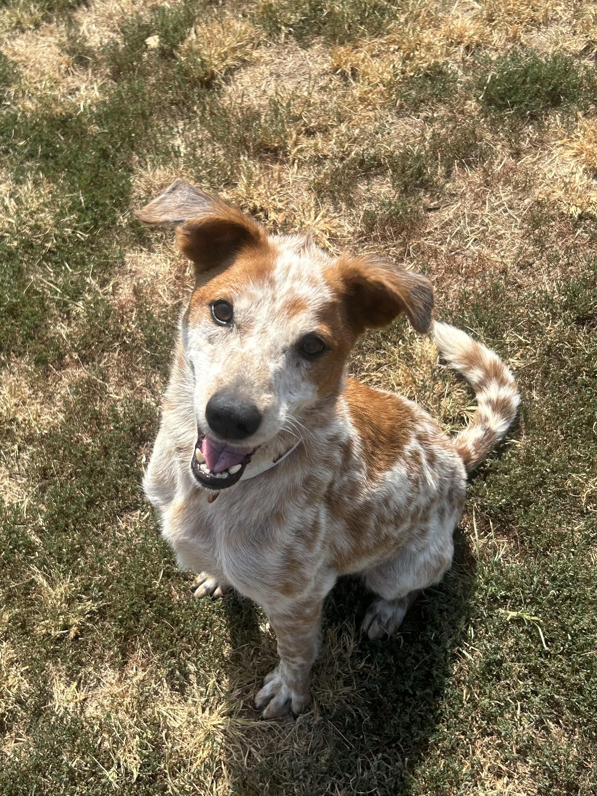 Jolene, ADOPTABLE, Adult Female Australian Cattle Dog / Blue Heeler & Beagle.