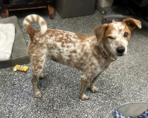 Enlarge Jolene, a Adoptable mixed breed in Siloam Springs, AR image 3/6