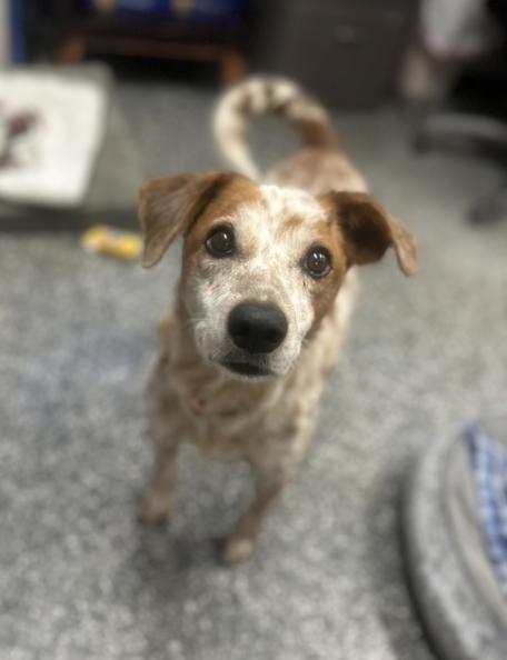 Enlarge Jolene, a Adoptable mixed breed in Siloam Springs, AR image 1/6