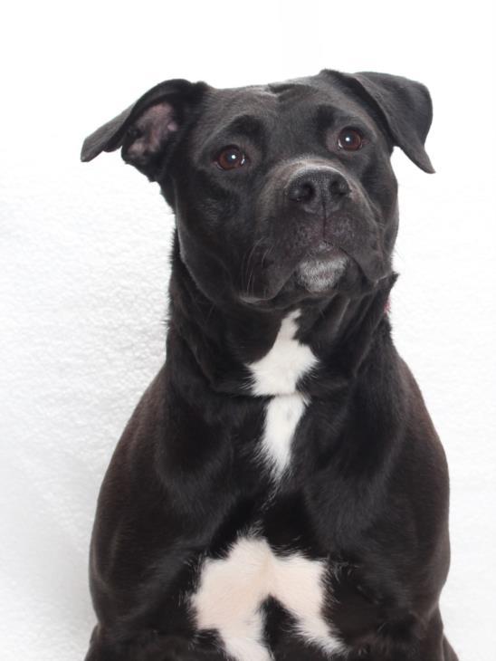 MOLLY, Adoptable, Young Female Pit Bull Terrier.