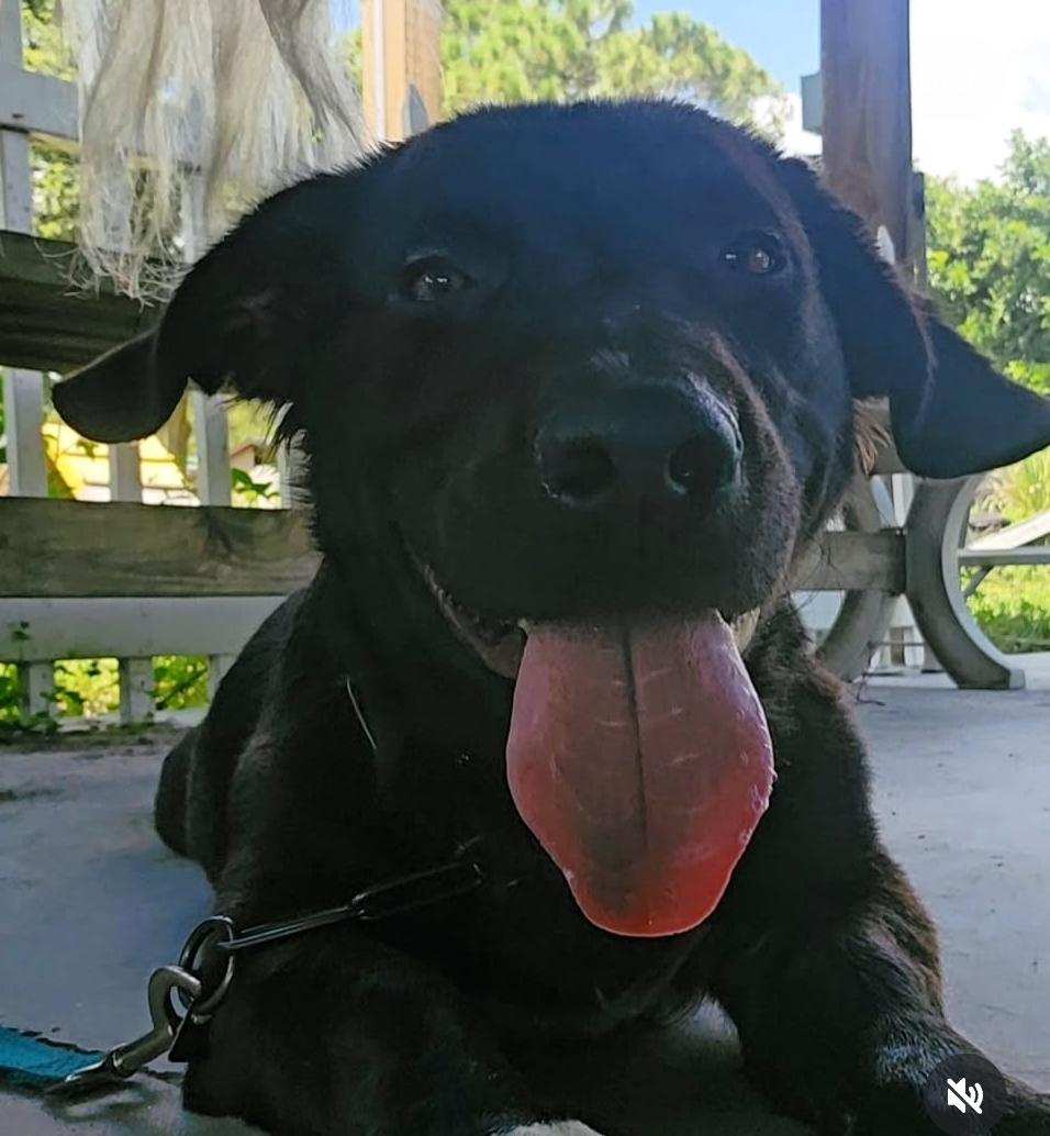 Fred, a Adoptable mixed breed in Fort Myers, FL image 1/3