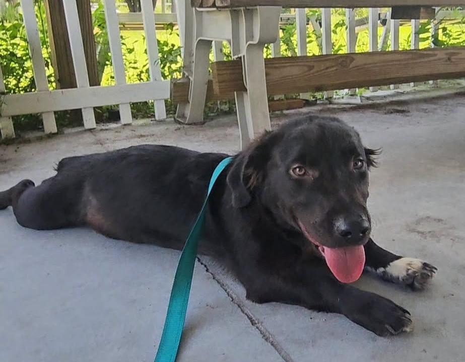 Fred, a Adoptable mixed breed in Fort Myers, FL image 3/3