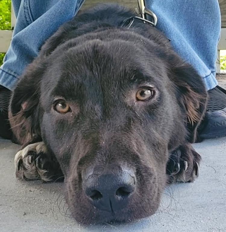 Fred, a Adoptable mixed breed in Fort Myers, FL image 2/3