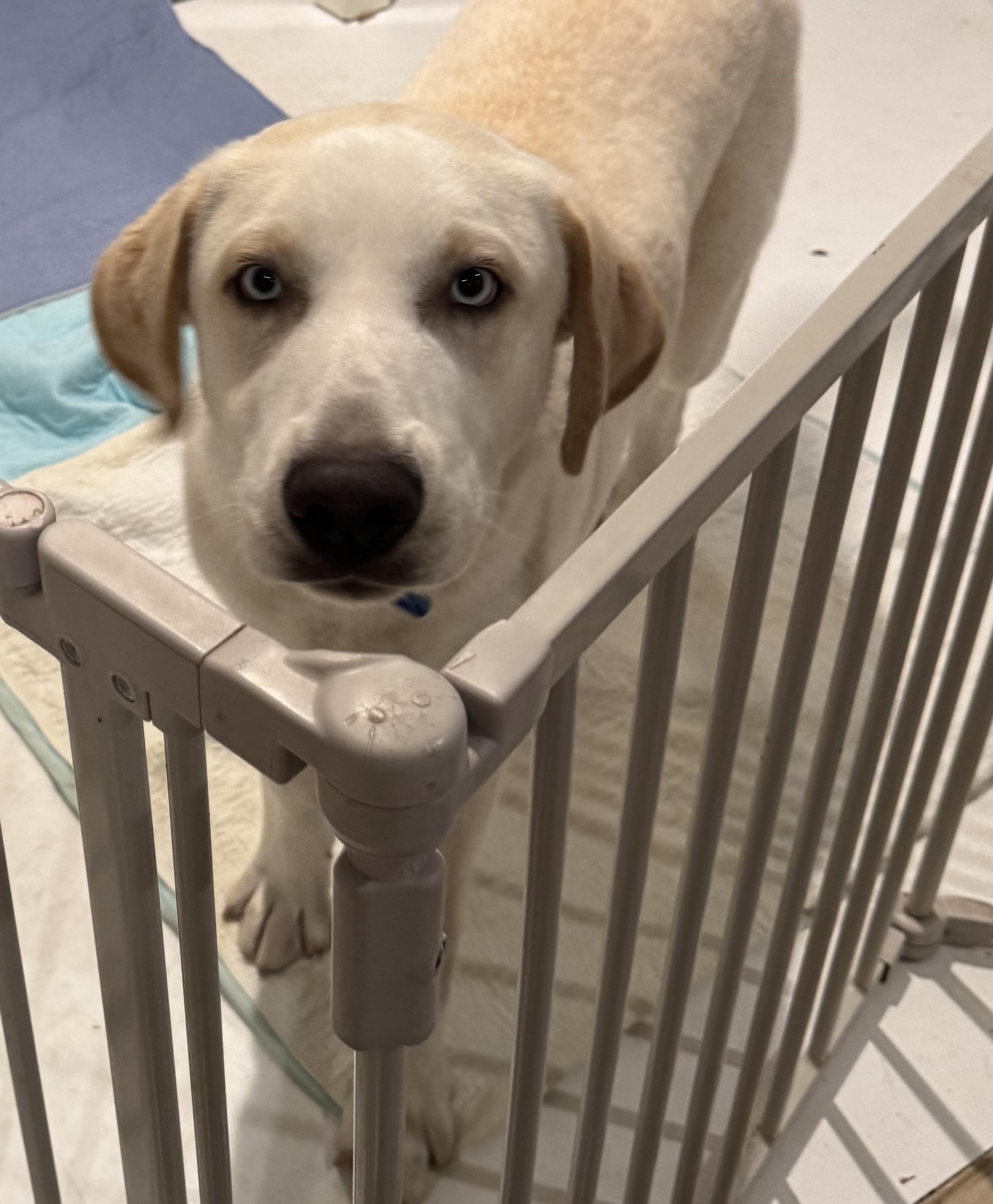 Enlarge Leonardo aka Loki, an adopted mixed breed in Milford , CT image 2/6