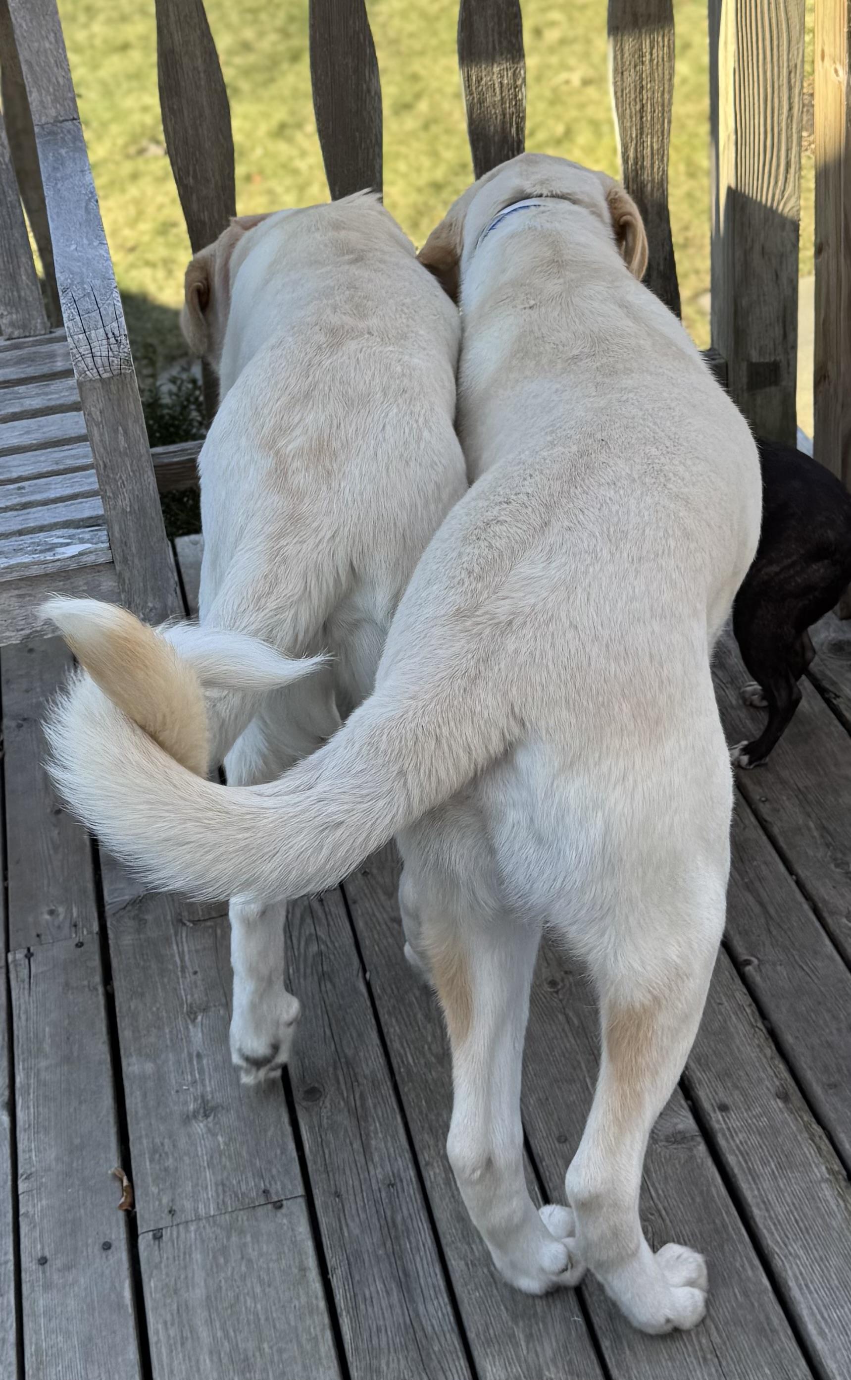 Enlarge Leonardo aka Loki, an adopted mixed breed in Milford , CT image 4/6