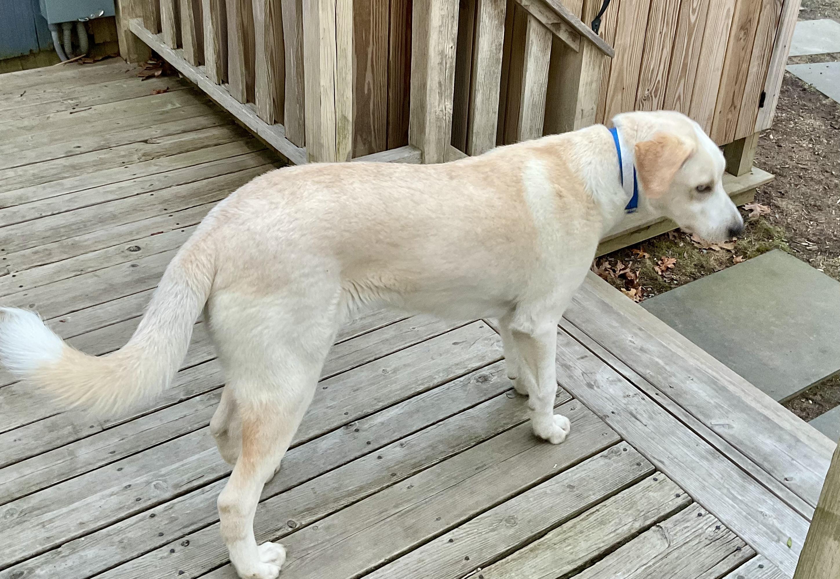 Enlarge Leonardo aka Loki, an adopted mixed breed in Milford , CT image 6/6