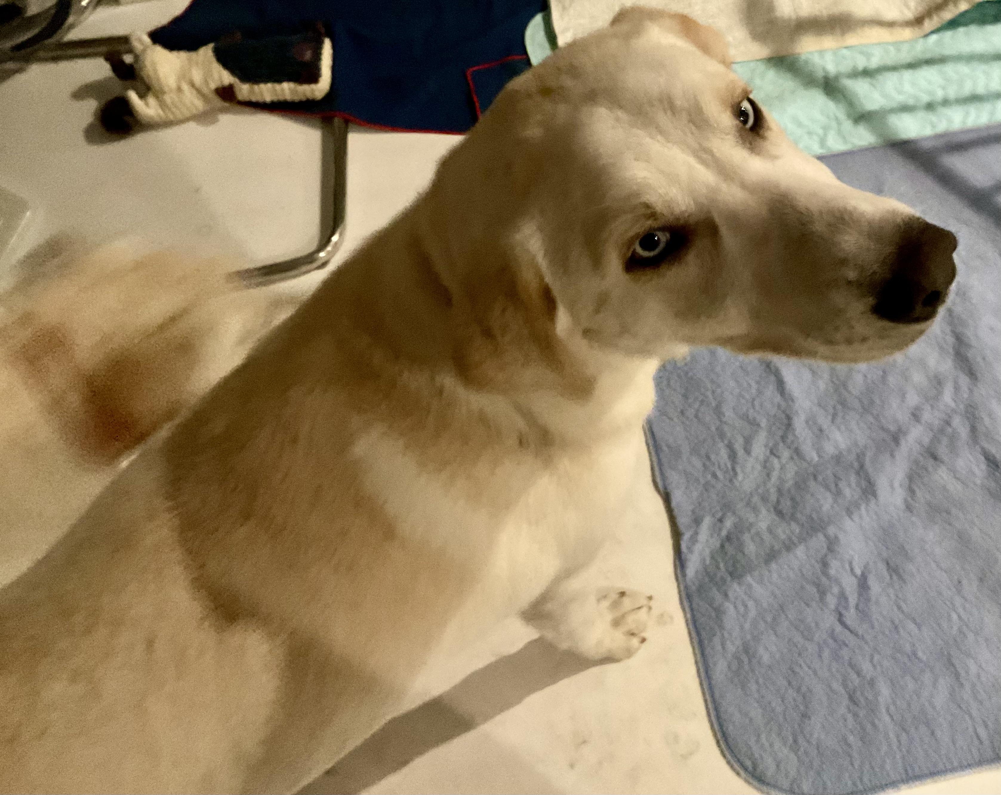 Enlarge Leonardo aka Loki, an adopted mixed breed in Milford , CT image 5/6