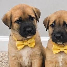 Enlarge Puddles, a Adoptable mixed breed in Houston, TX image 3/5