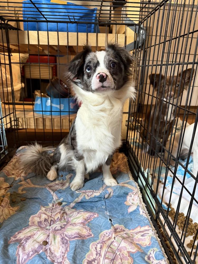 Enlarge Jackson, a Adoptable mixed breed in Waterloo, IL image 2/3