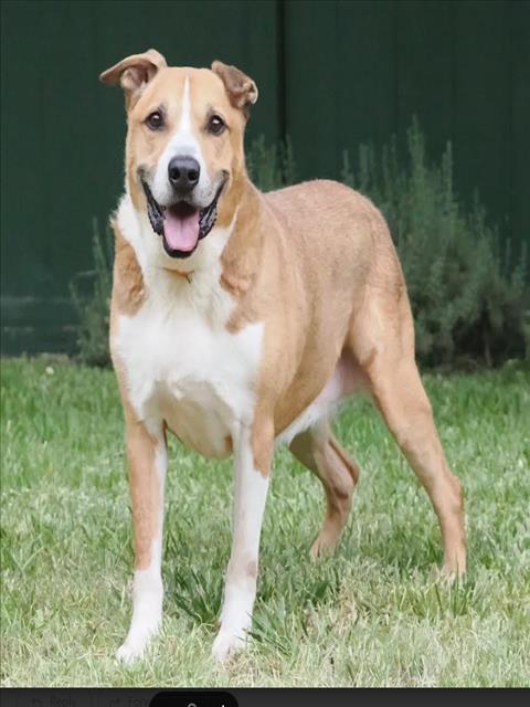 HUSTLE, Adoptable, Senior Male Staffordshire Bull Terrier.