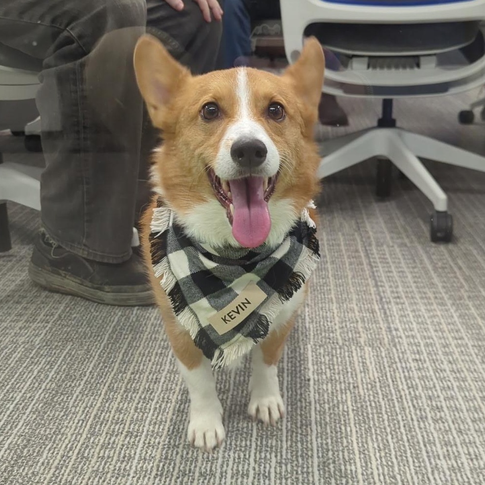 Kevin, Adoptable, Adult Male Pembroke Welsh Corgi.