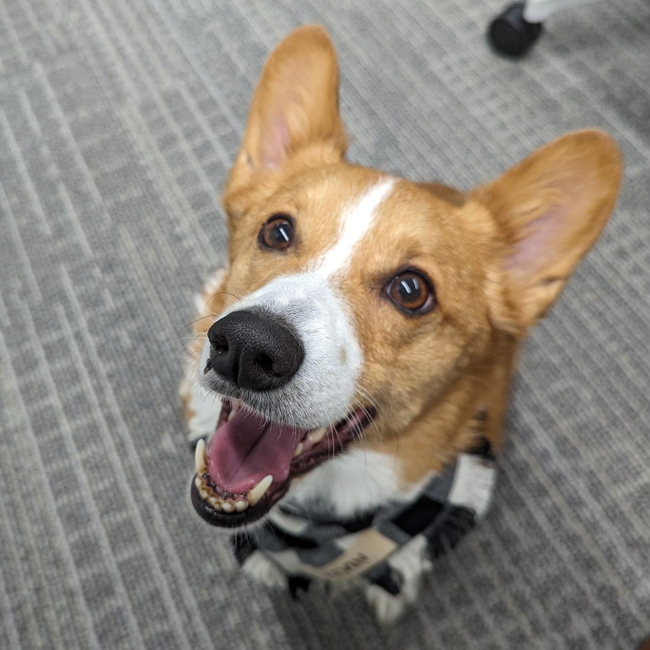 Enlarge Kevin, a Adoptable Pembroke Welsh Corgi in Richmond Hill, ON image 4/6