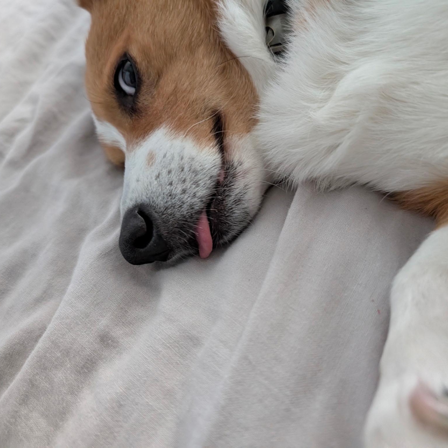 Enlarge Kevin, a Adoptable Pembroke Welsh Corgi in Richmond Hill, ON image 2/6