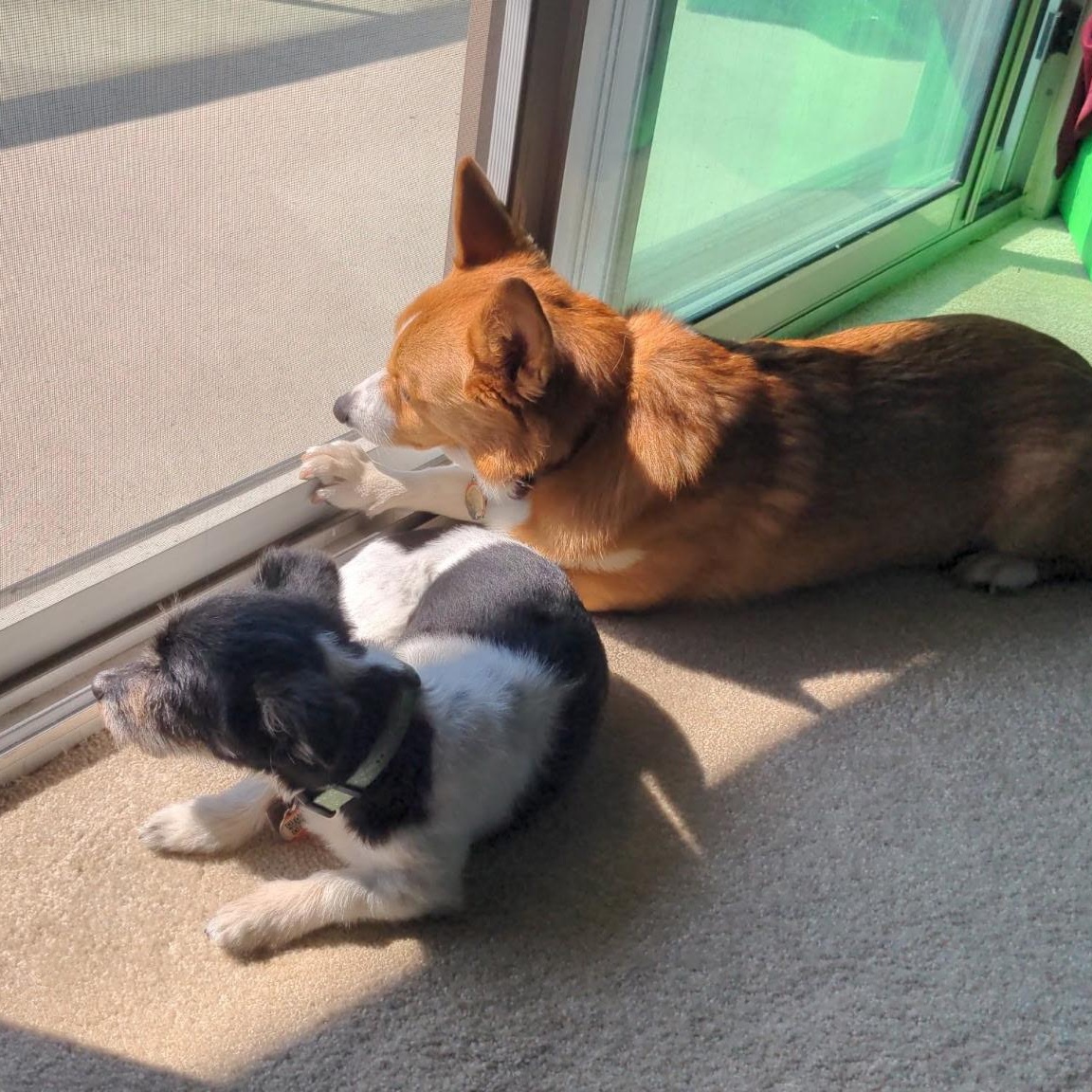 Enlarge Kevin, a Adoptable Pembroke Welsh Corgi in Richmond Hill, ON image 5/6