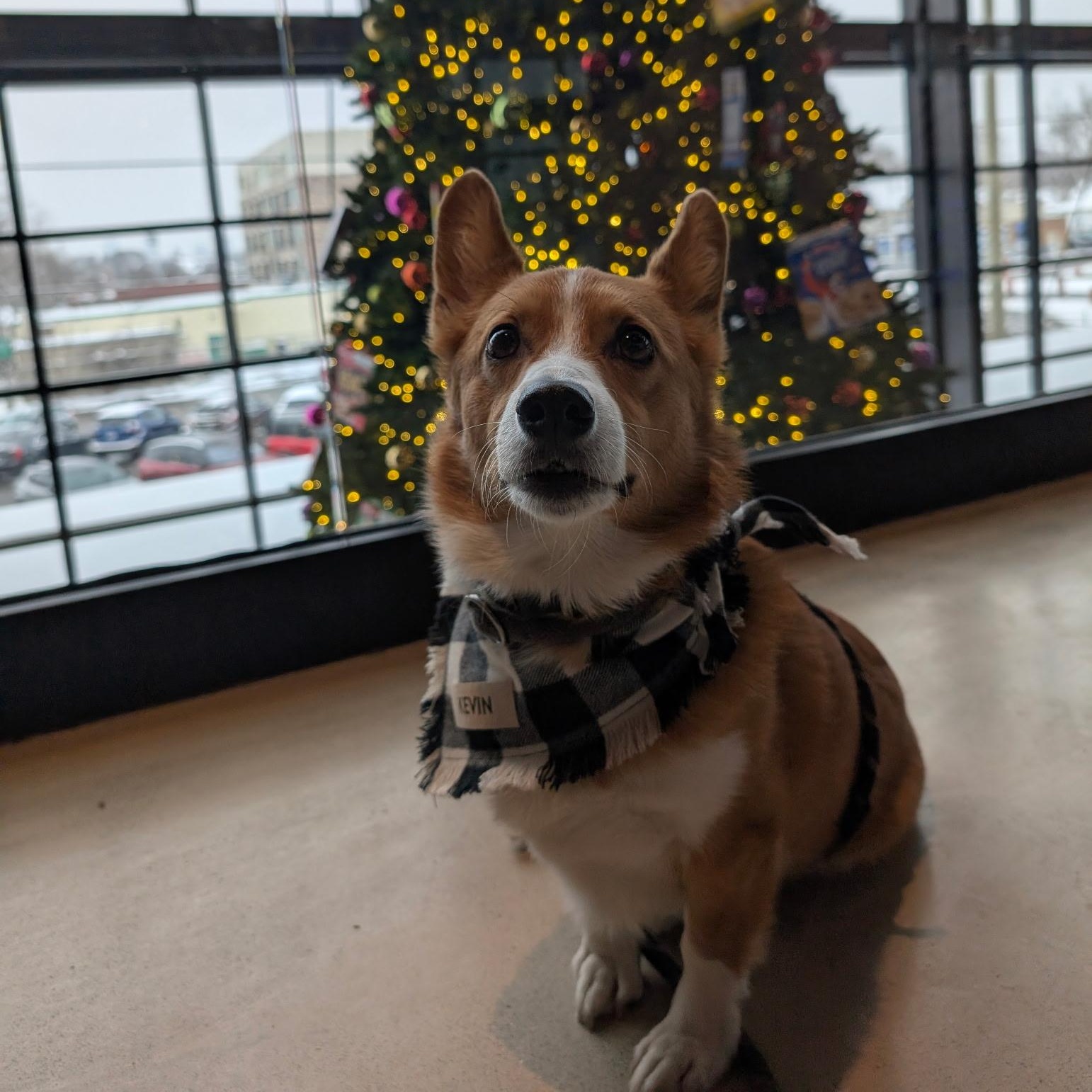 Enlarge Kevin, a Adoptable Pembroke Welsh Corgi in Richmond Hill, ON image 6/6