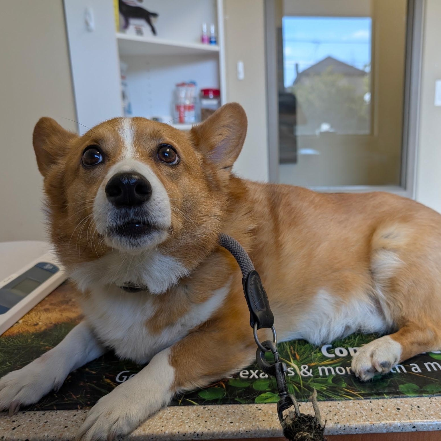 Enlarge Kevin, a Adoptable Pembroke Welsh Corgi in Richmond Hill, ON image 3/6