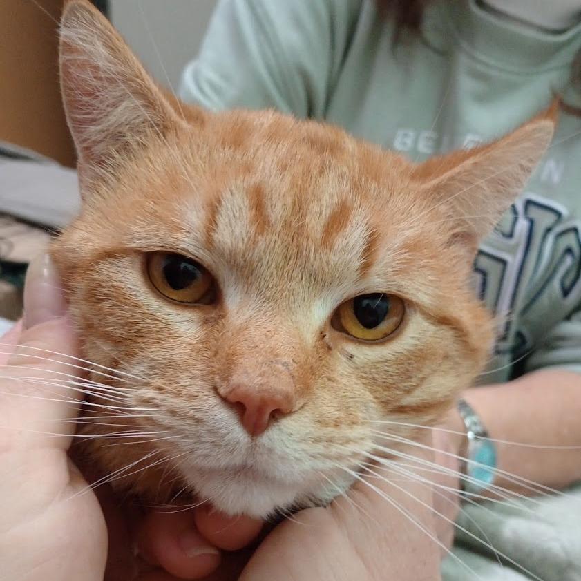 Nacho — thumbnail 3