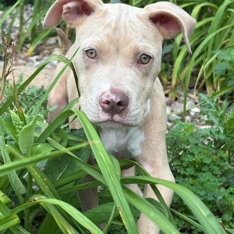 Mary, ADOPTABLE, Puppy Female Pit Bull Terrier.