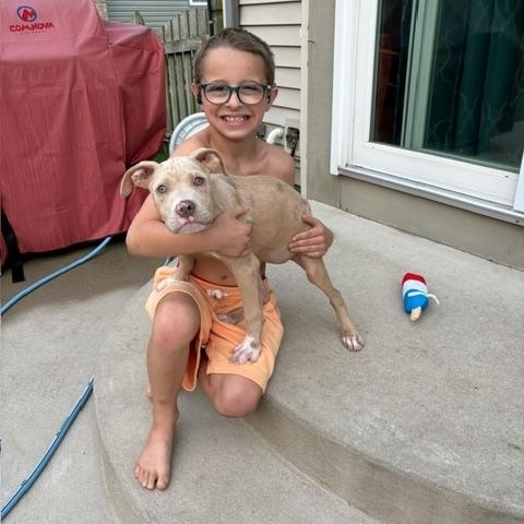 Mary, a ADOPTABLE Pit Bull Terrier in Cary, IL image 2/6