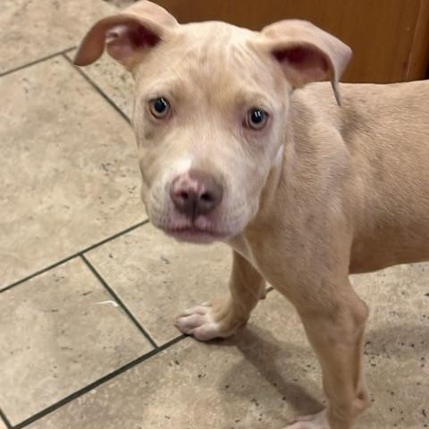 Mary, a ADOPTABLE Pit Bull Terrier in Cary, IL image 5/6