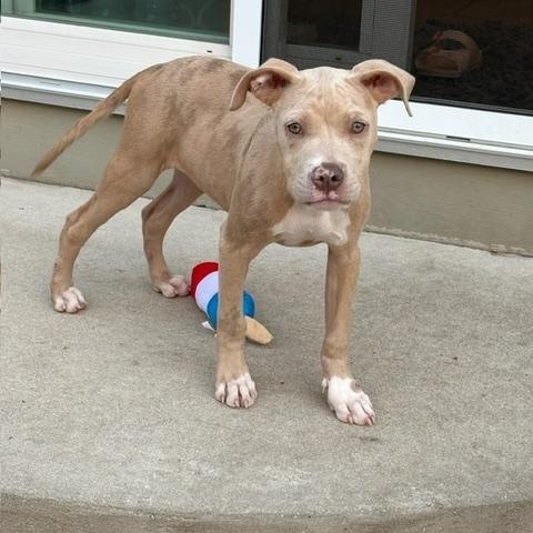Mary, a ADOPTABLE Pit Bull Terrier in Cary, IL image 4/6