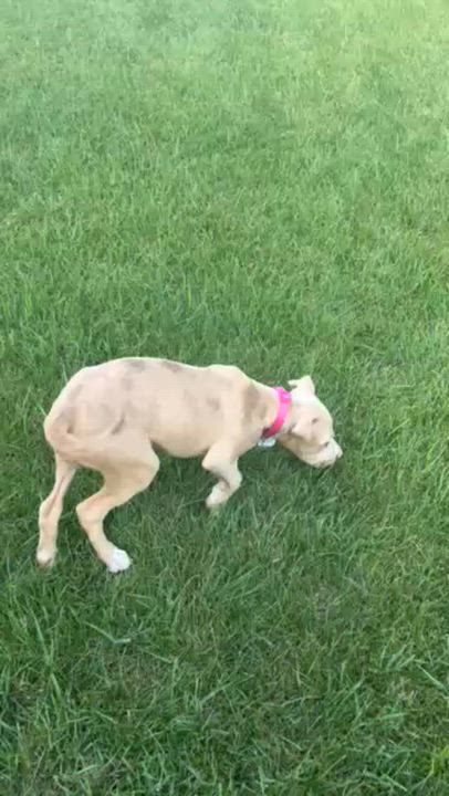 Enlarge Mary, a ADOPTABLE Pit Bull Terrier in Cary, IL video 3/6