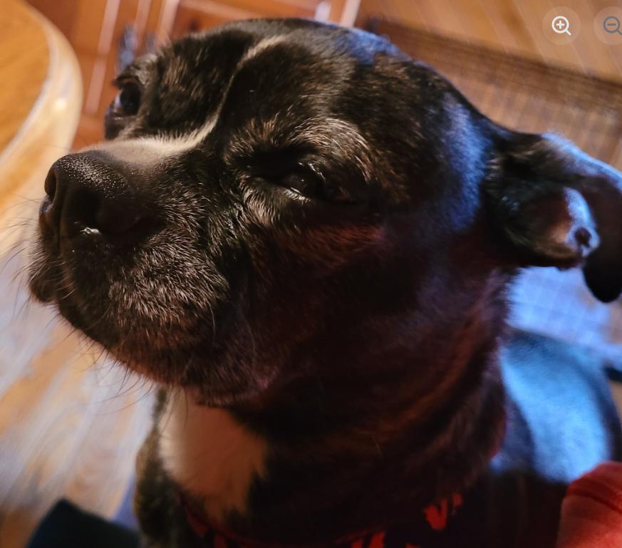 Zena (6 Years Old), an adopted mixed breed in Albany, NY image 3/3