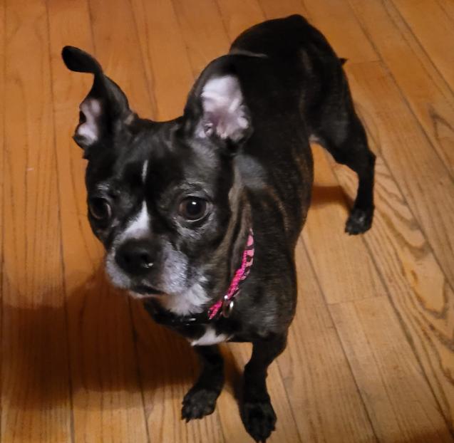 Zena (6 Years Old), an adopted mixed breed in Albany, NY image 2/3