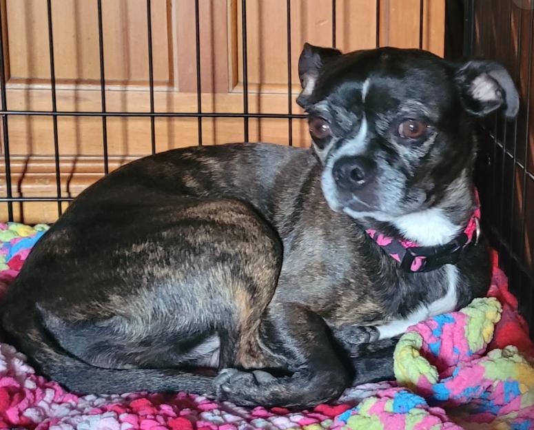 Zena (6 Years Old), an adopted mixed breed in Albany, NY image 1/3