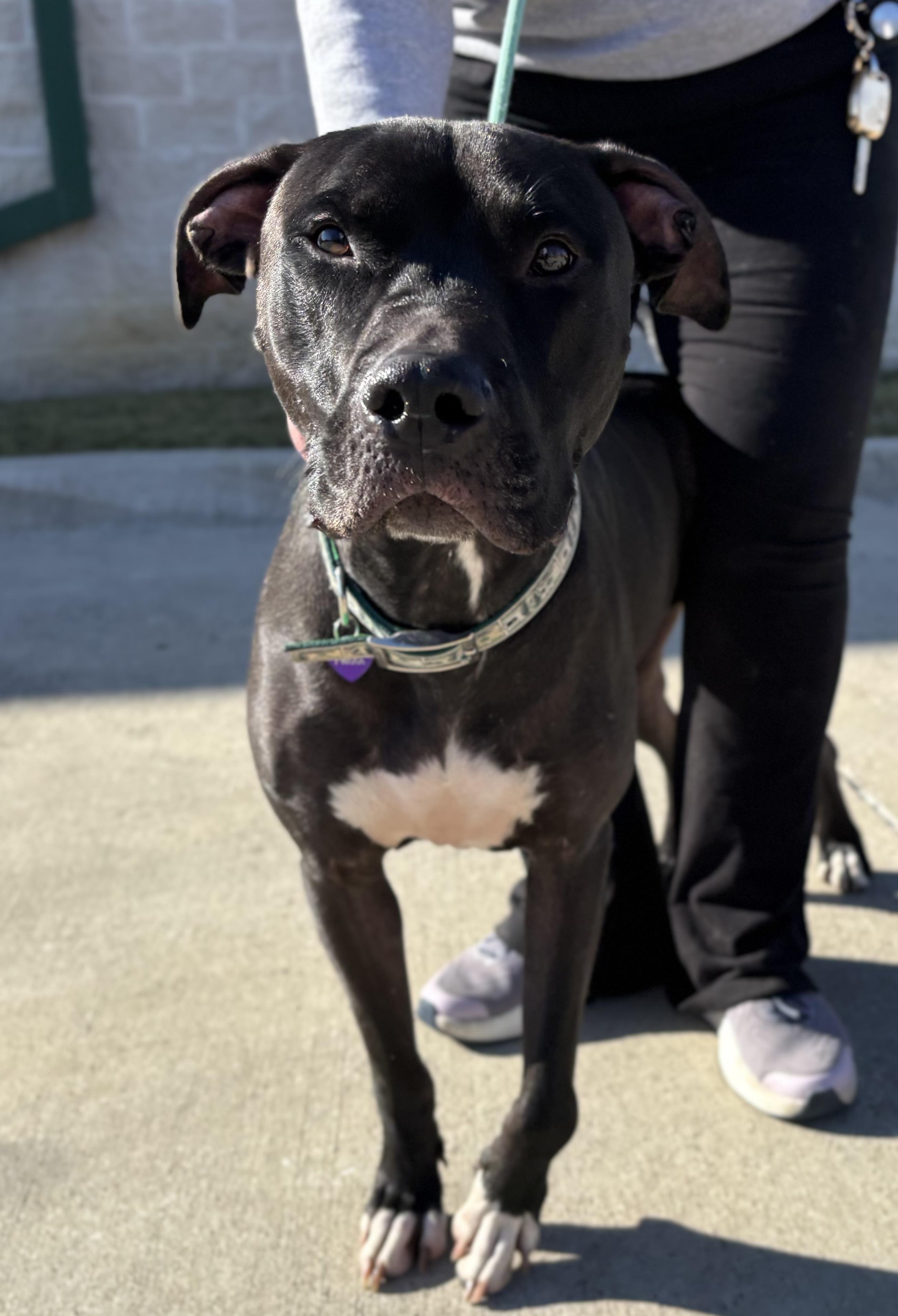 Enlarge Parker, a Adoptable mixed breed in Benbrook, TX image 5/5