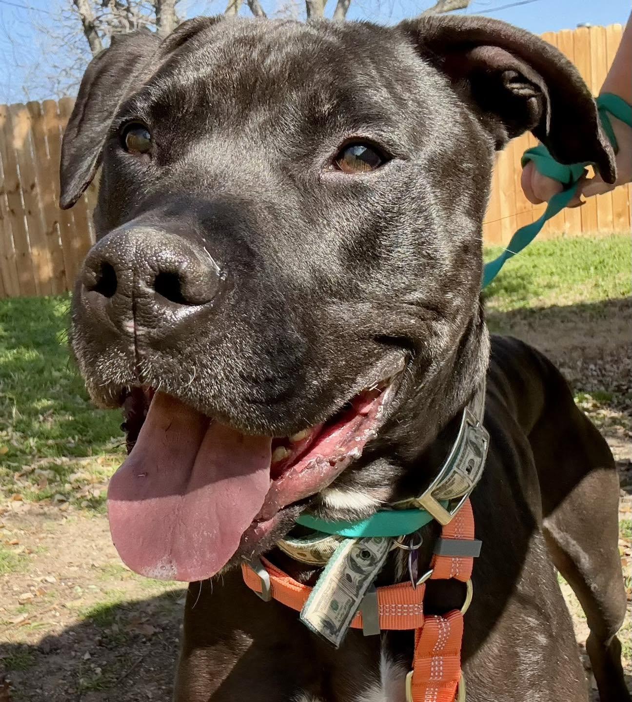 Enlarge Parker, a Adoptable mixed breed in Benbrook, TX image 1/6