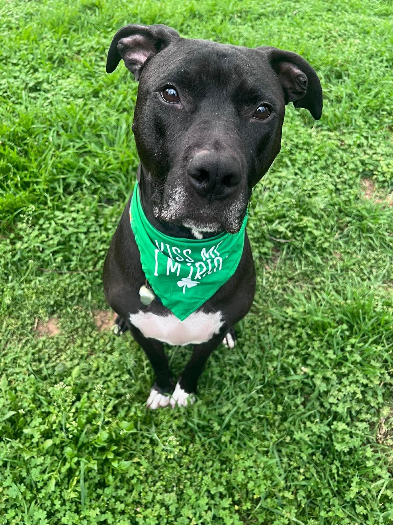 Enlarge Parker, a Adoptable mixed breed in Benbrook, TX image 5/5