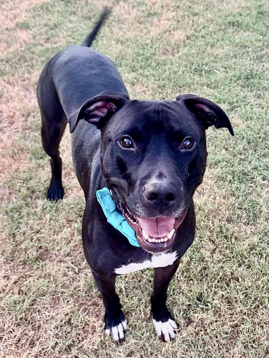 Parker, Adoptable, Adult Male American Staffordshire Terrier & Great Dane.