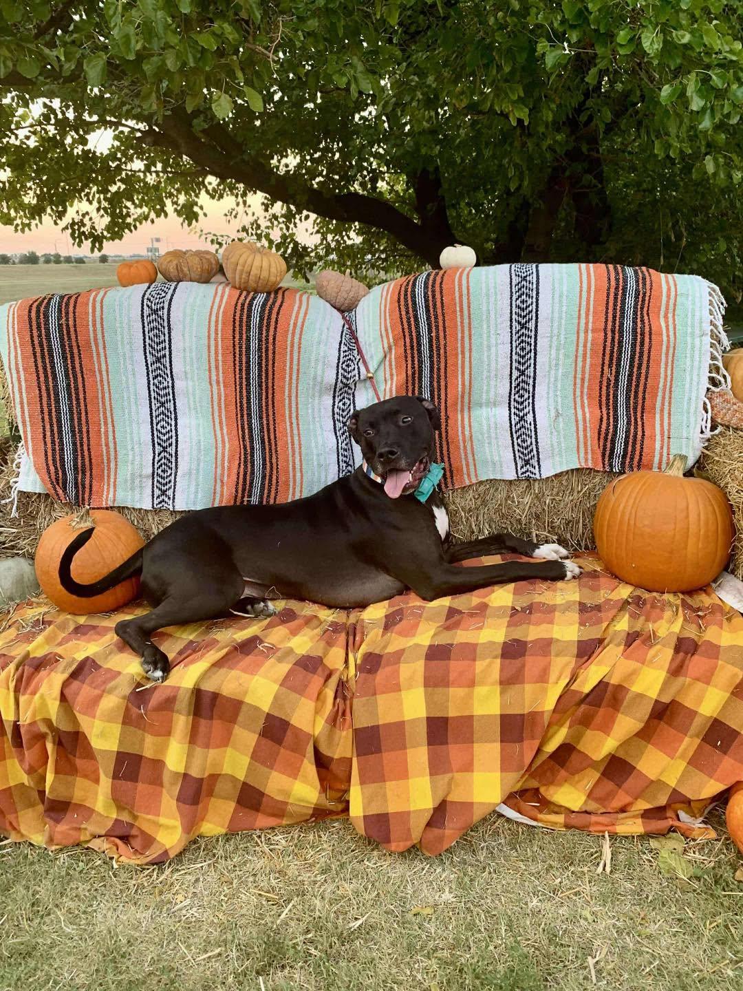 Enlarge Parker, a Adoptable mixed breed in Benbrook, TX image 2/6