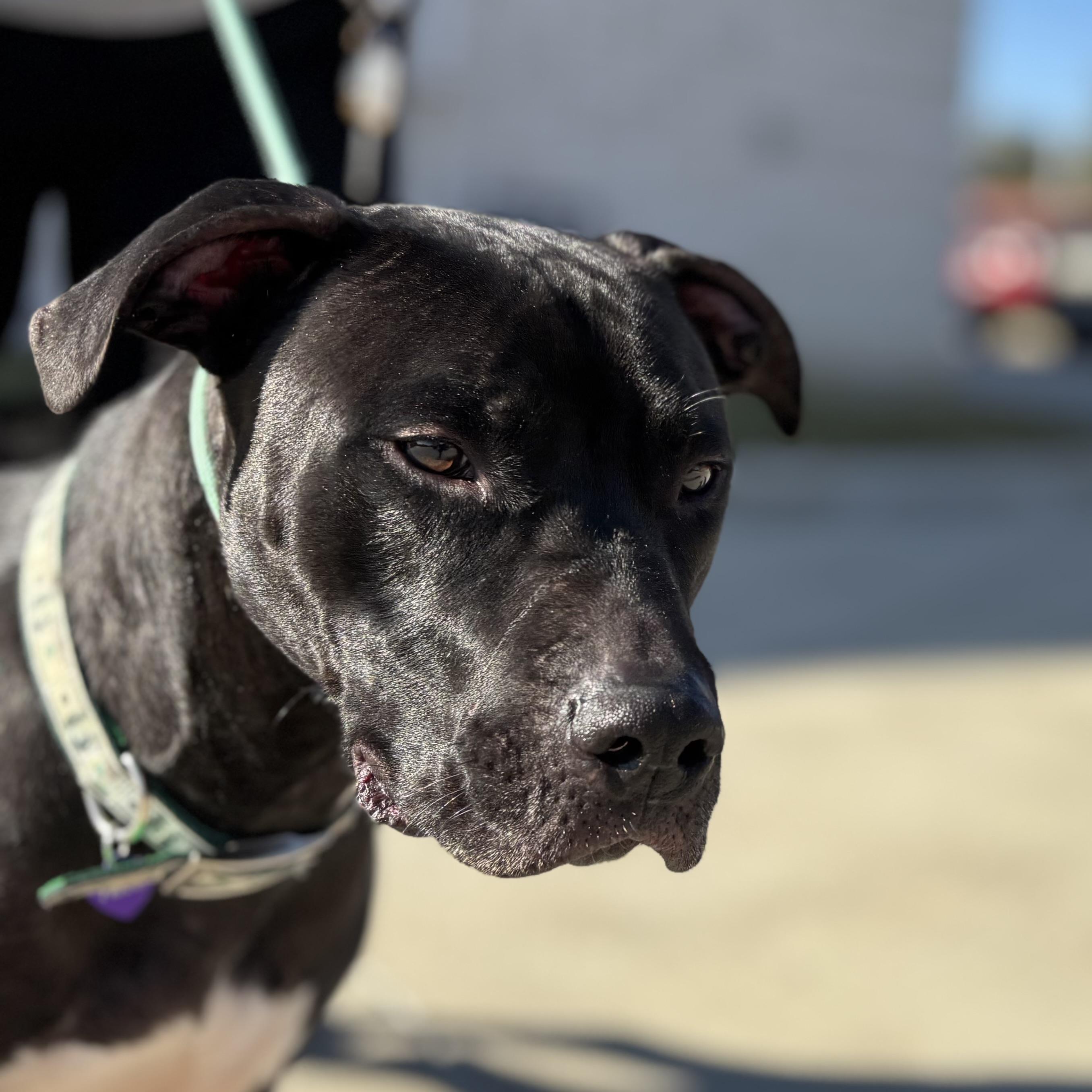Enlarge Parker, a Adoptable mixed breed in Benbrook, TX image 4/5