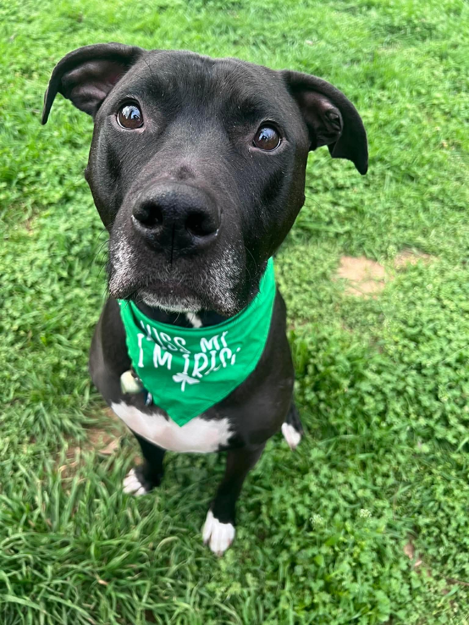 Enlarge Parker, a Adoptable mixed breed in Benbrook, TX image 1/5