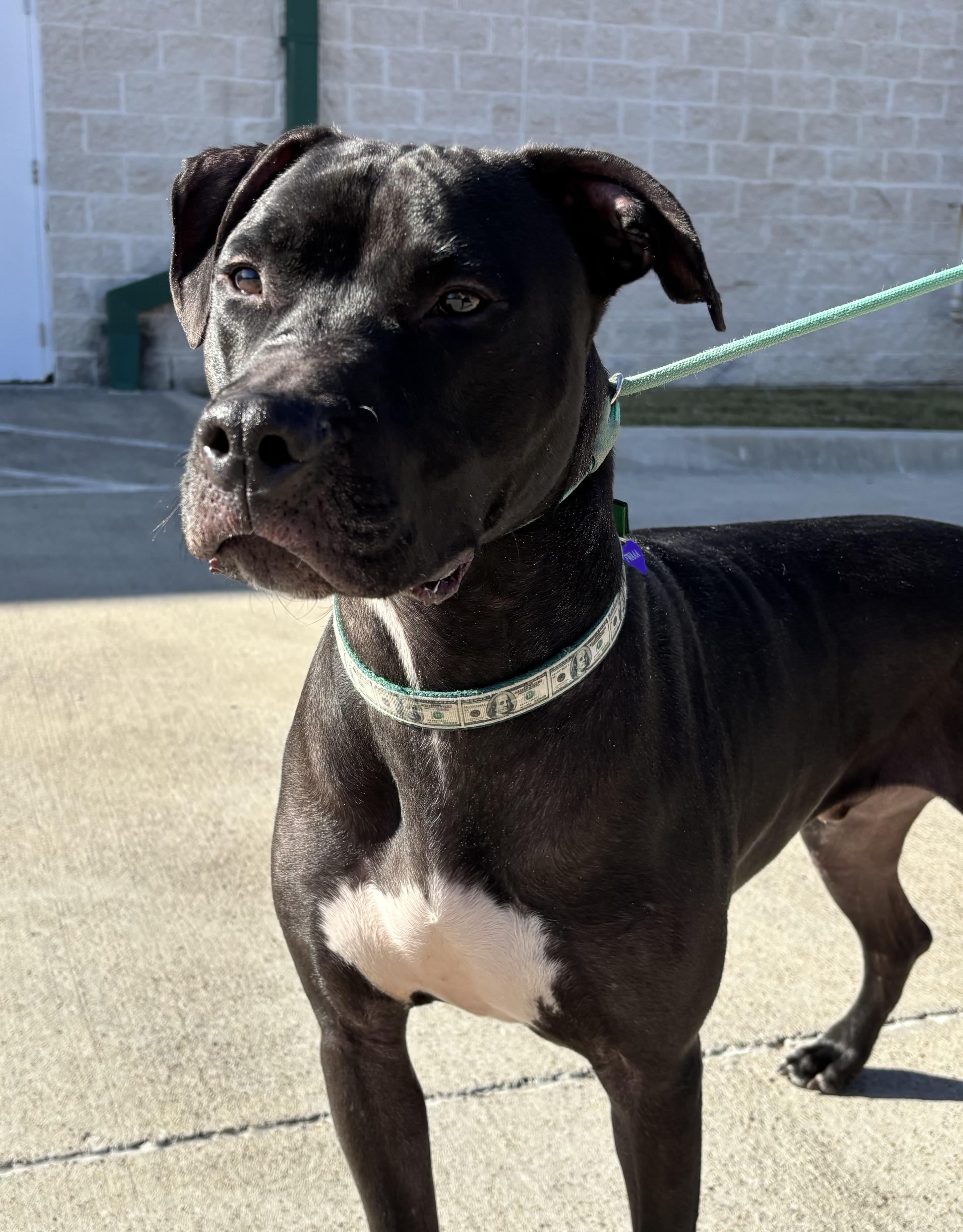 Enlarge Parker, a Adoptable mixed breed in Benbrook, TX image 3/5