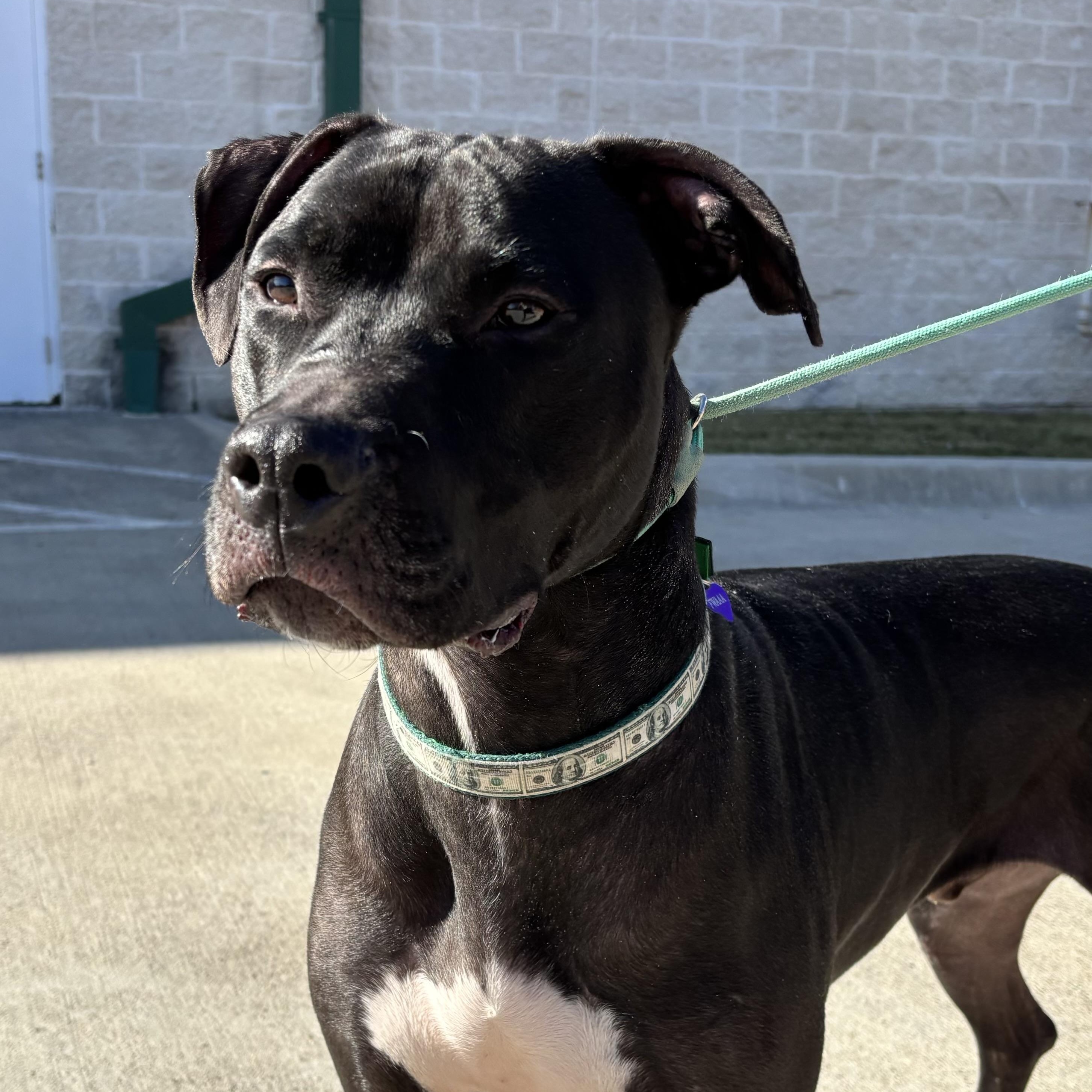 Enlarge Parker, a Adoptable mixed breed in Benbrook, TX image 4/6