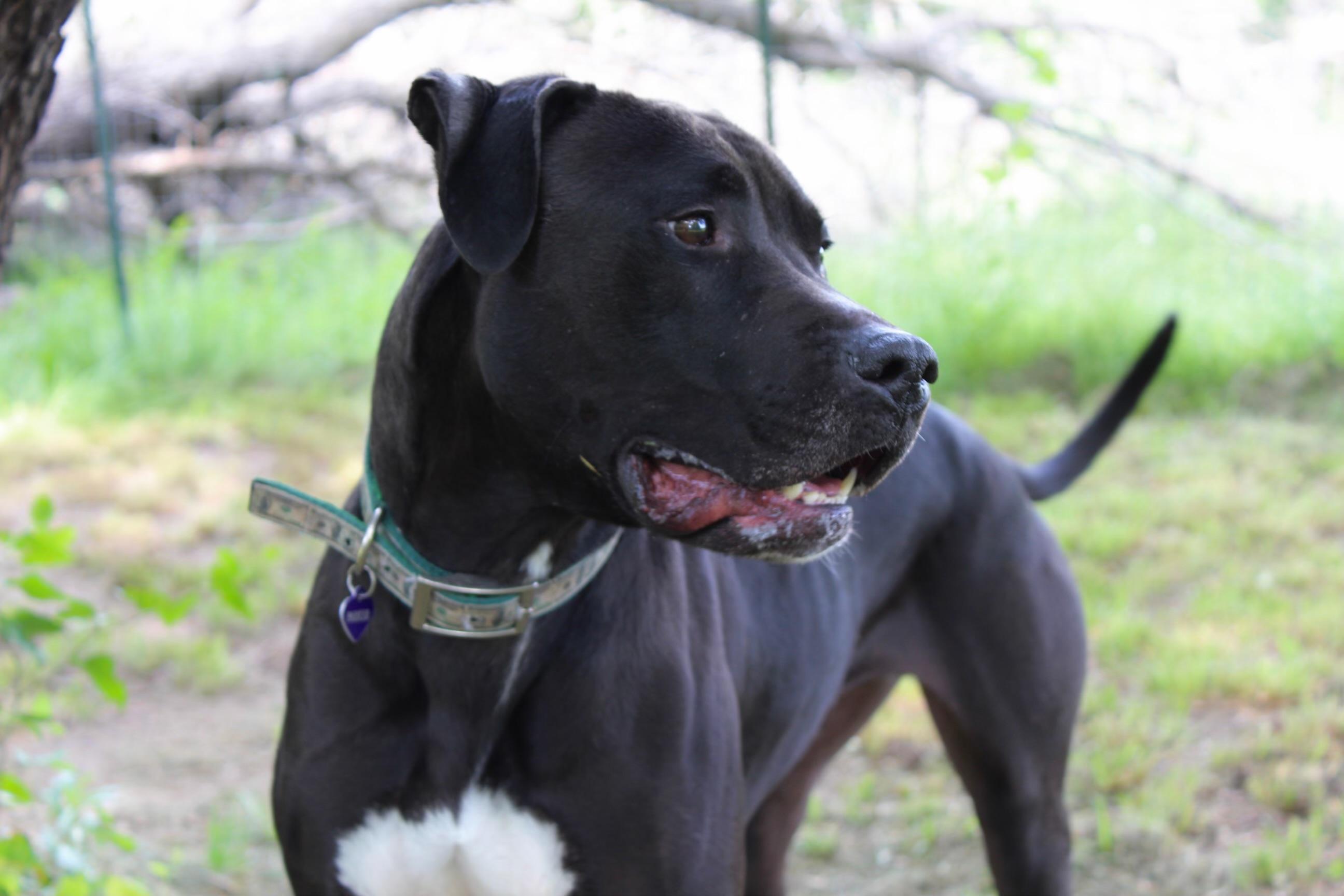 Enlarge Parker, a Adoptable mixed breed in Benbrook, TX image 2/5