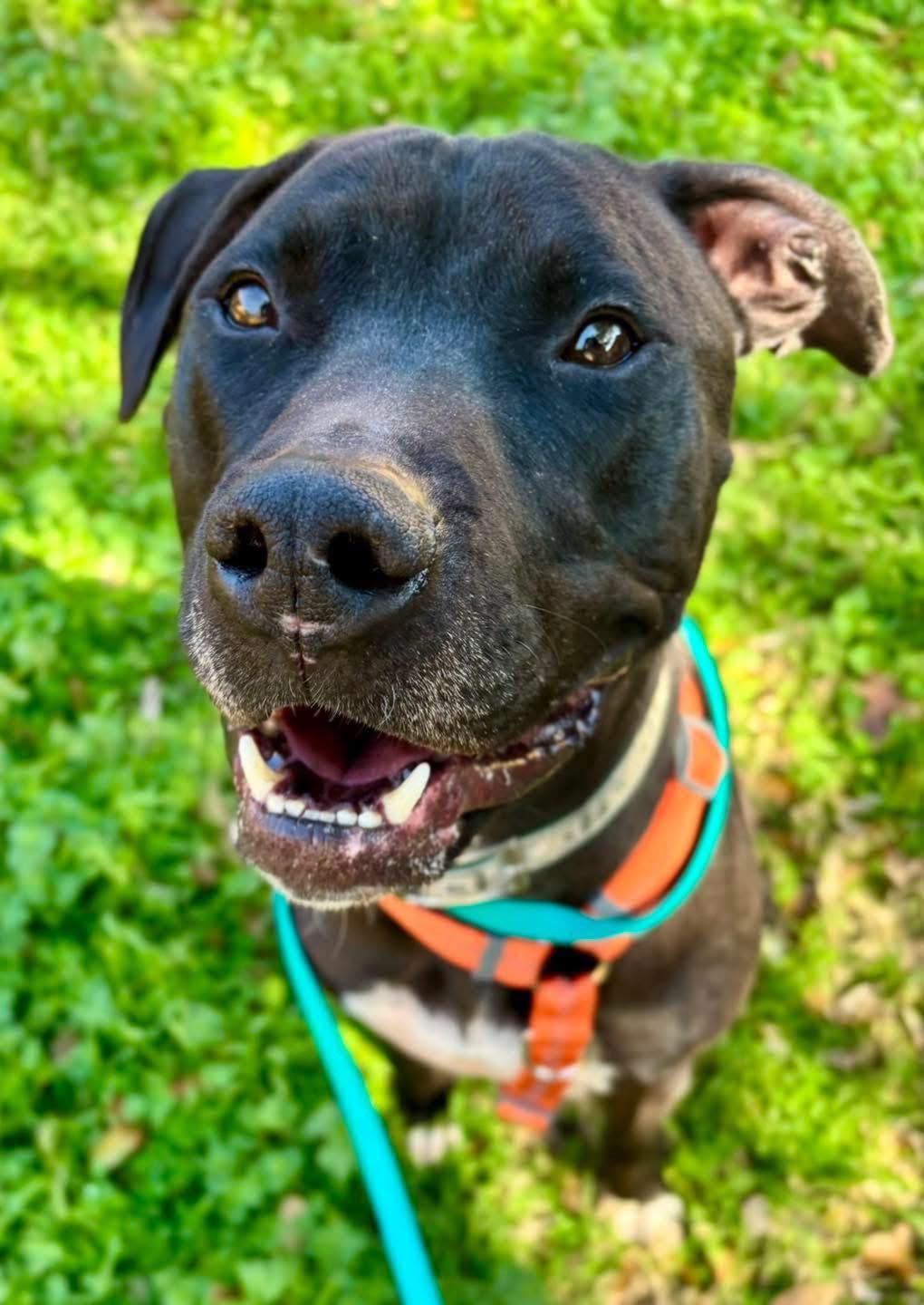 Enlarge Parker, a Adoptable mixed breed in Benbrook, TX image 5/6