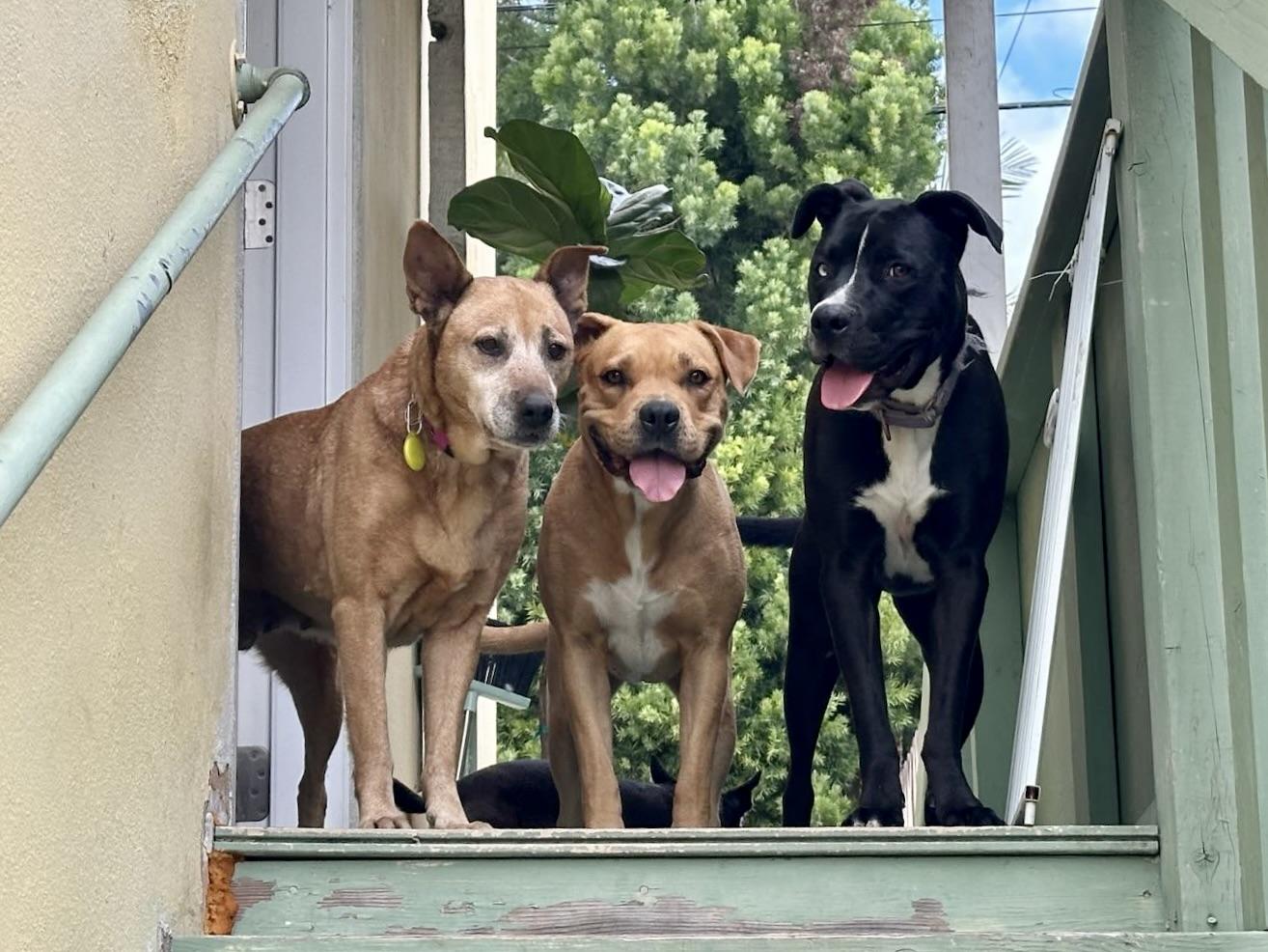 Enlarge Margie, a Adoptable mixed breed in Los Angeles, CA image 3/6