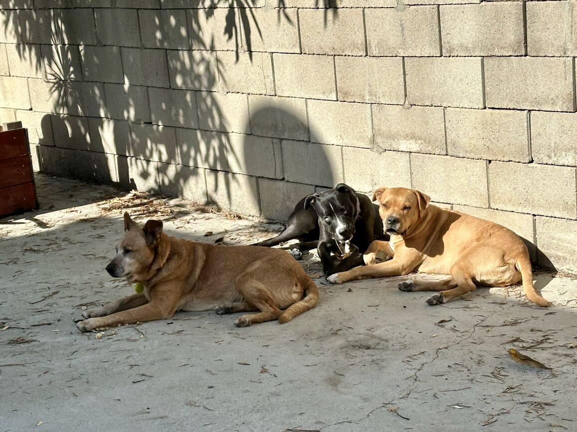 Enlarge Margie, a Adoptable mixed breed in Los Angeles, CA image 4/6