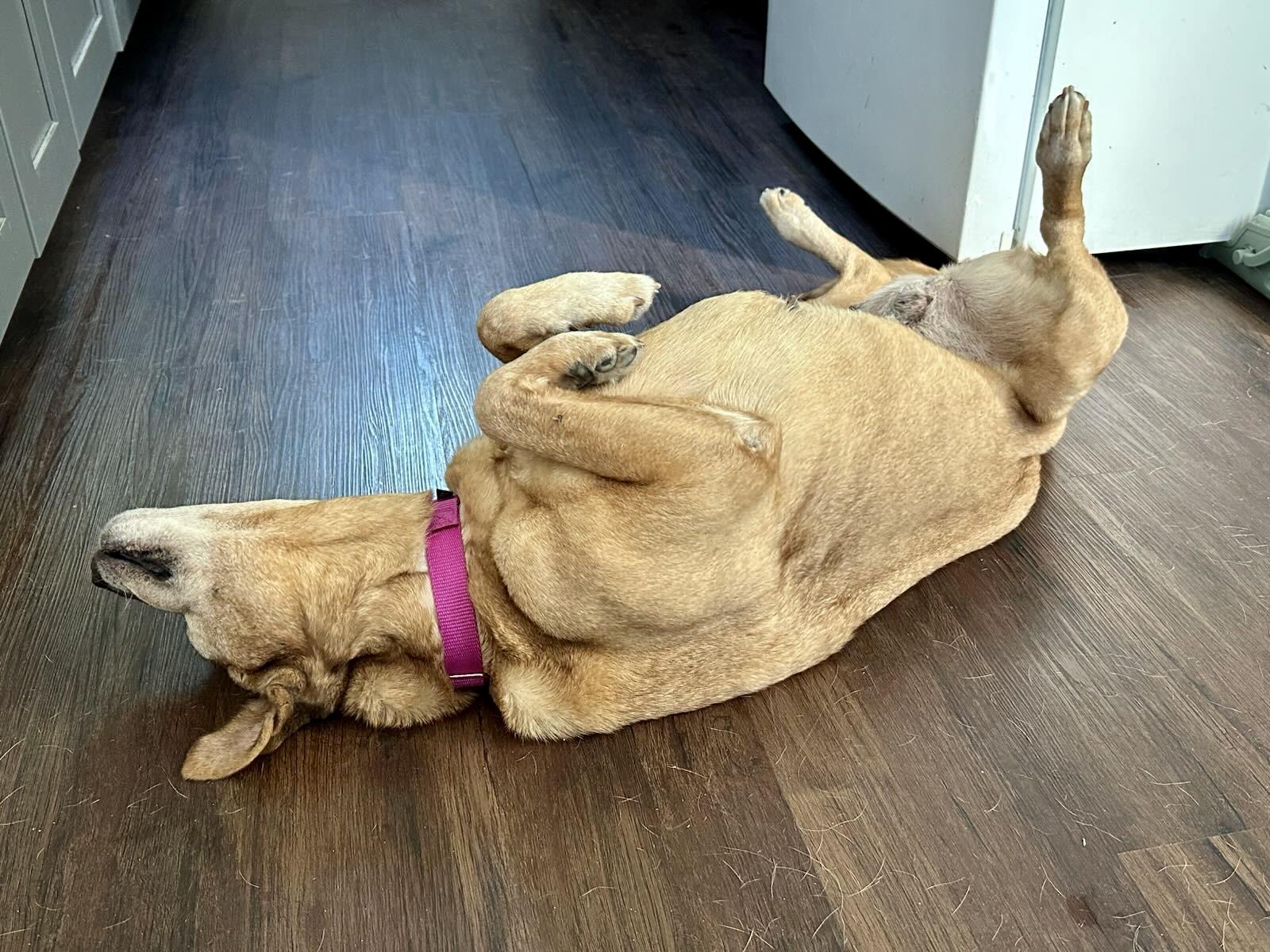 Enlarge Margie, a Adoptable mixed breed in Los Angeles, CA image 5/6