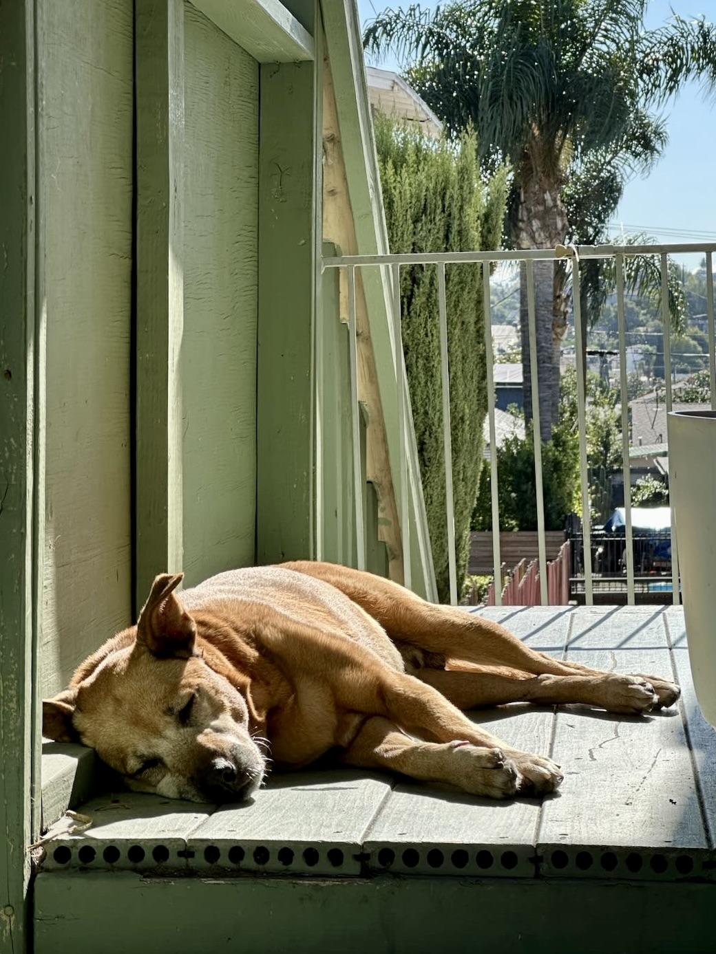 Enlarge Margie, a Adoptable mixed breed in Los Angeles, CA image 2/6