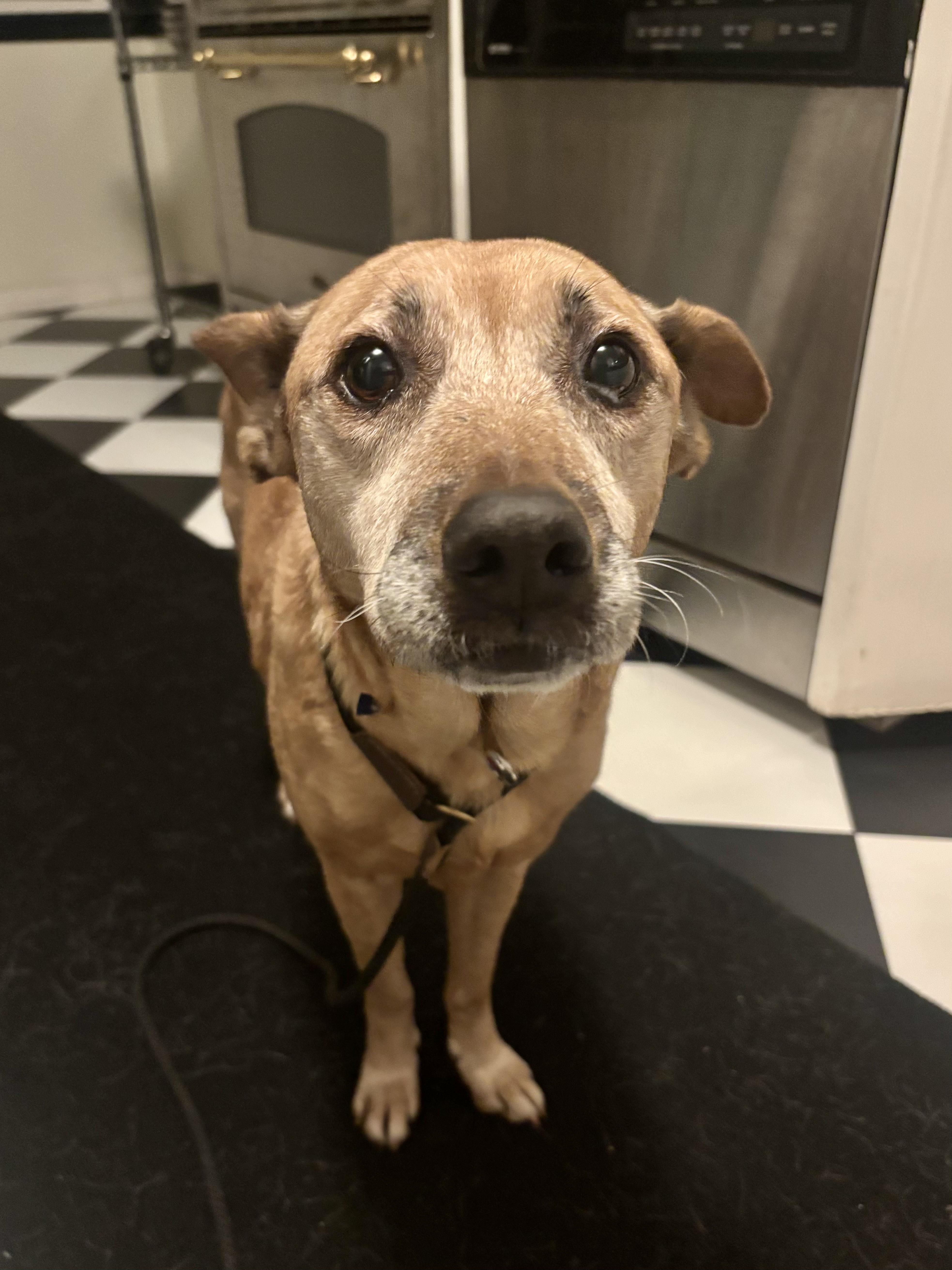 Enlarge Margie, a Adoptable mixed breed in Los Angeles, CA image 1/6