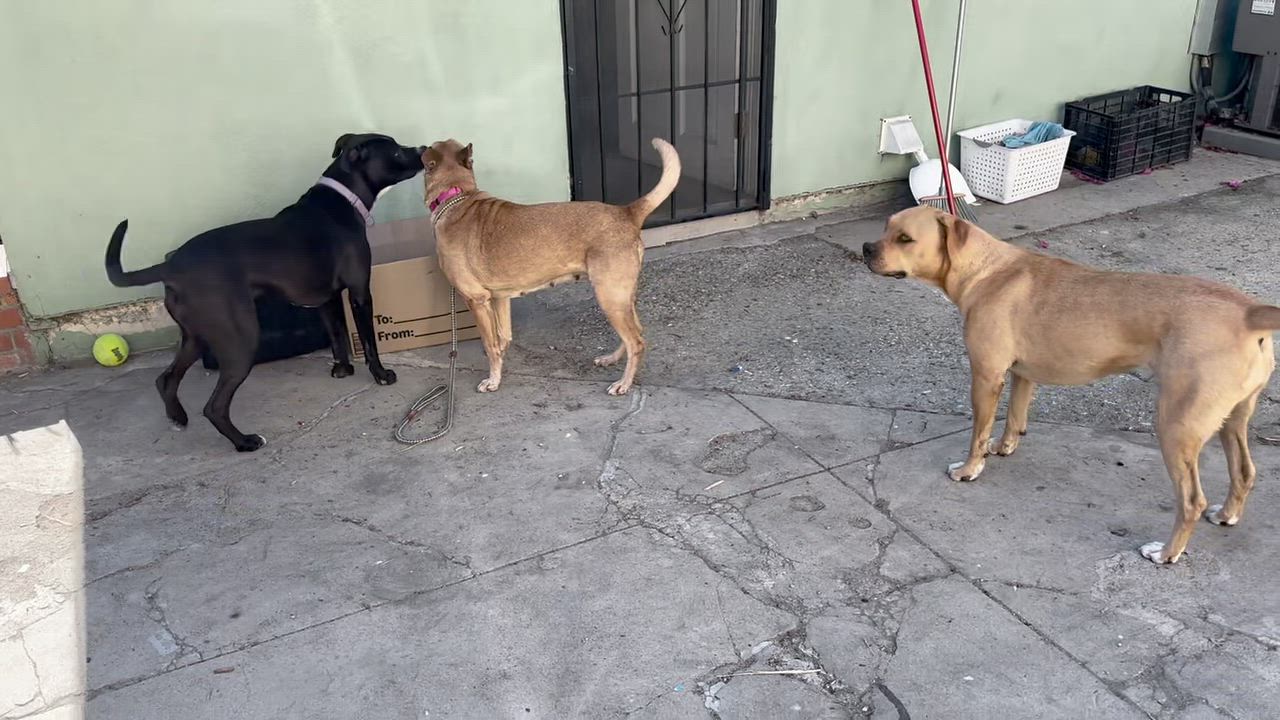 Enlarge Margie, a Adoptable mixed breed in Los Angeles, CA video 6/6