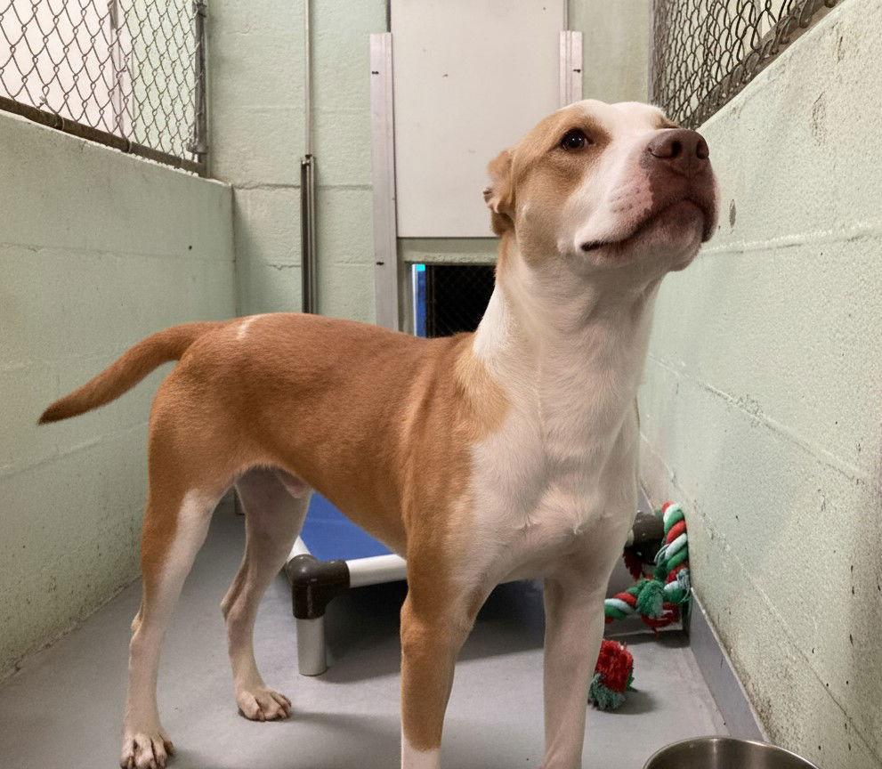 Stitch, Adoptable, Young Male Mixed Breed.